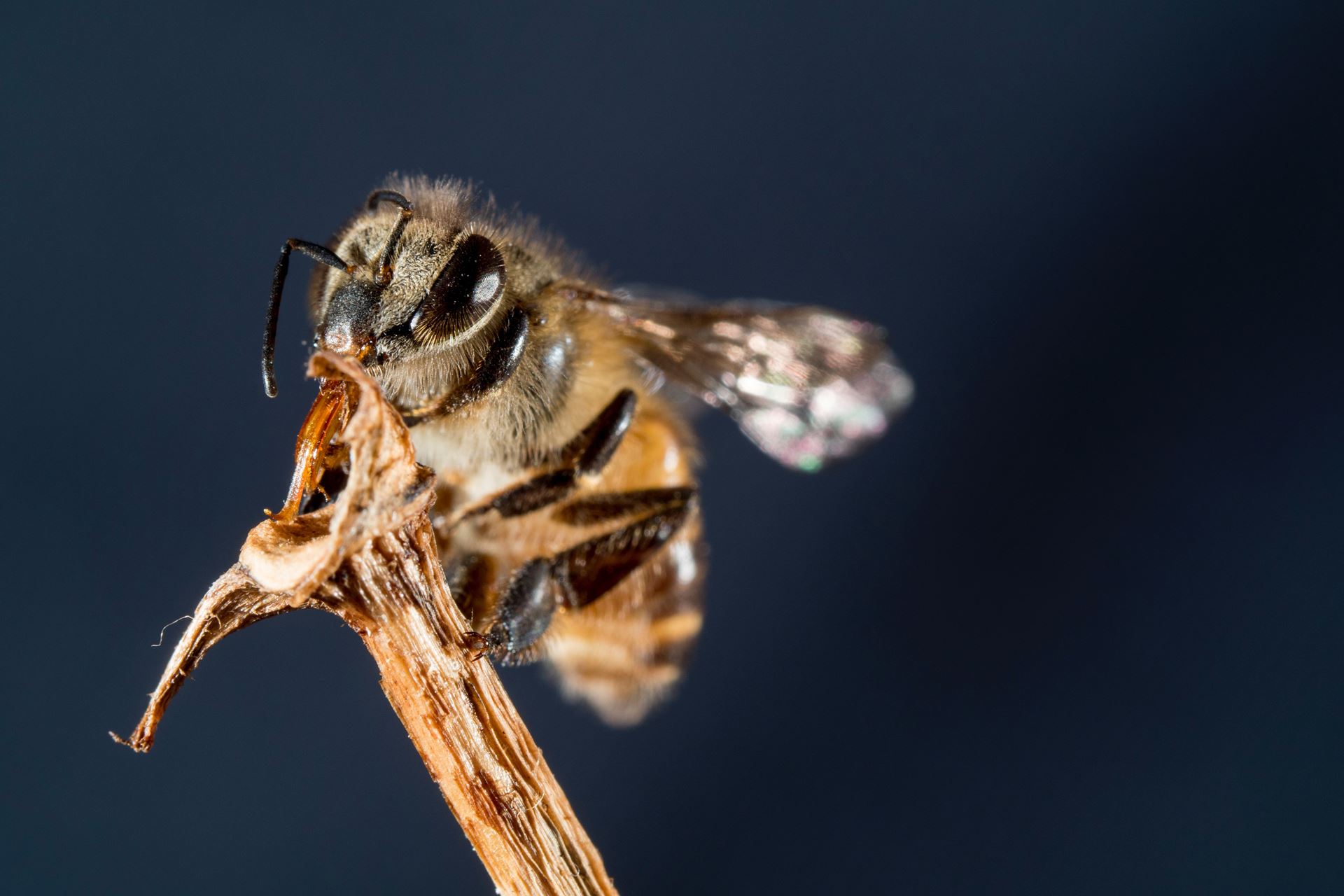 a close up of a bee